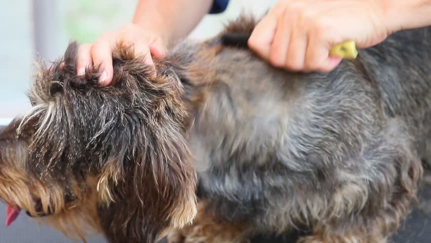 grooming wire haired dog