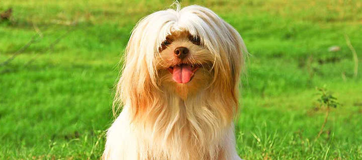 Border Collie - Dog Long Hair Grooming 