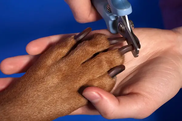 dogs nail trimming