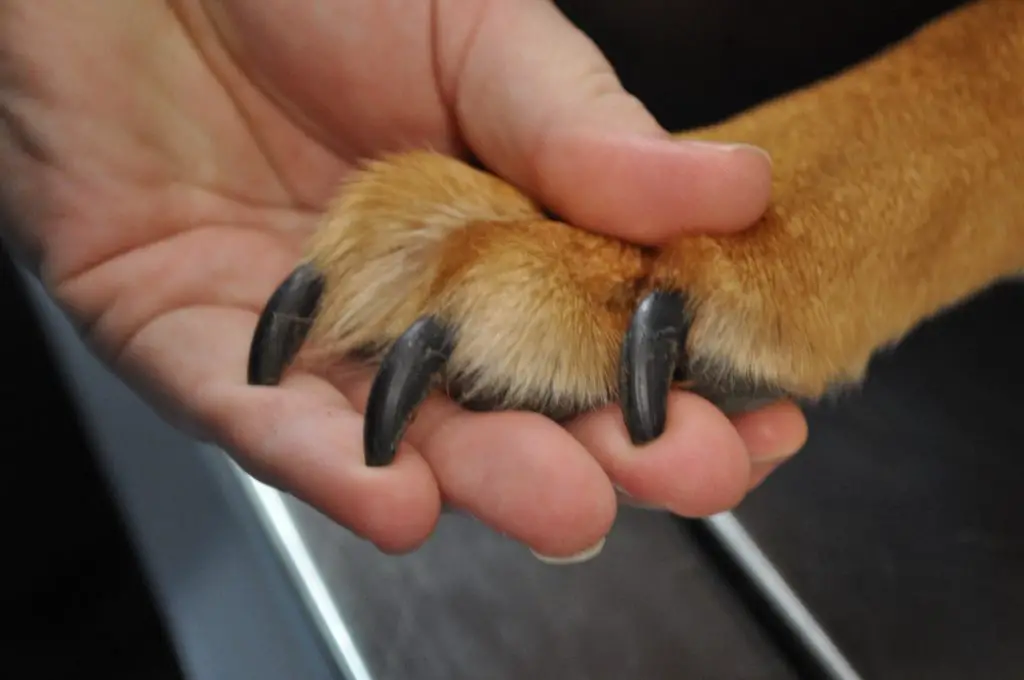 how long should dog nails be