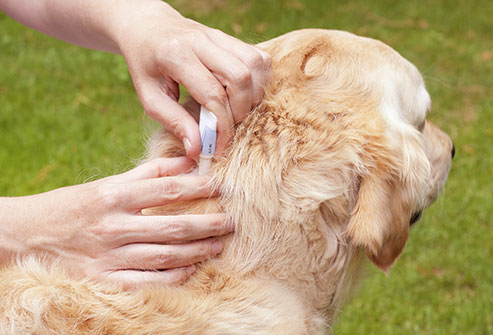 Best flea and tick treatment for dogs 
