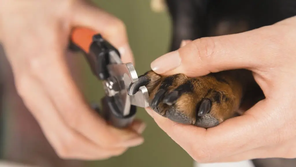 How to Dremel Dog Nails |