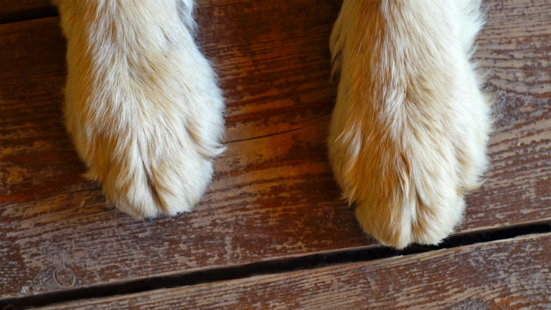 how to dremel dog nails