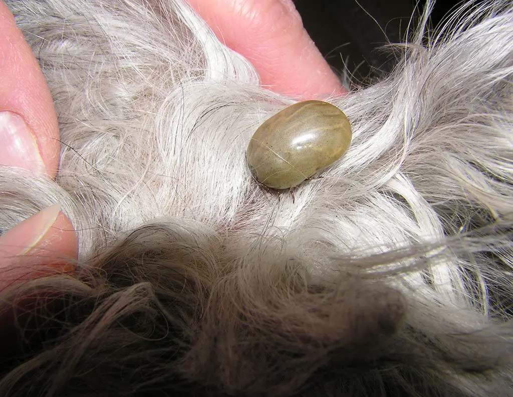 Treatments of fleas and ticks in dogs 
