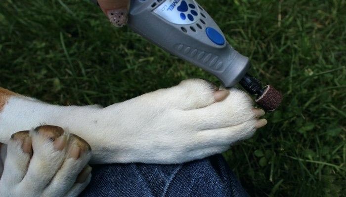 how to use a dremel for your dog's nails