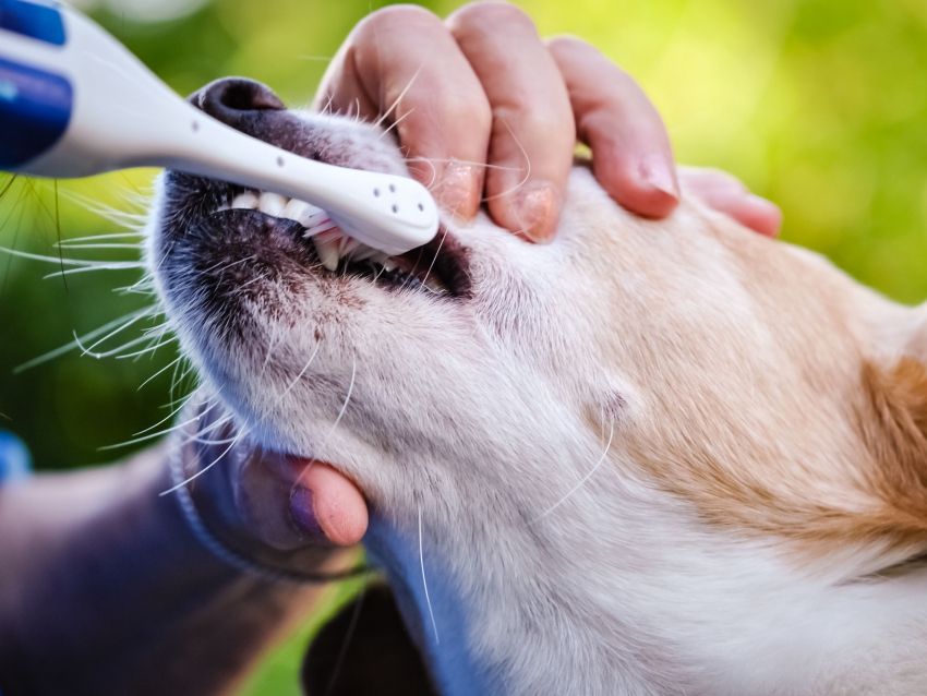 Many ways to brush your dog's teeth 