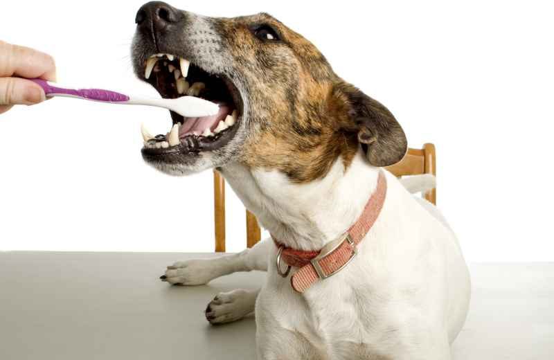 Foods that clean your dog's teeth
