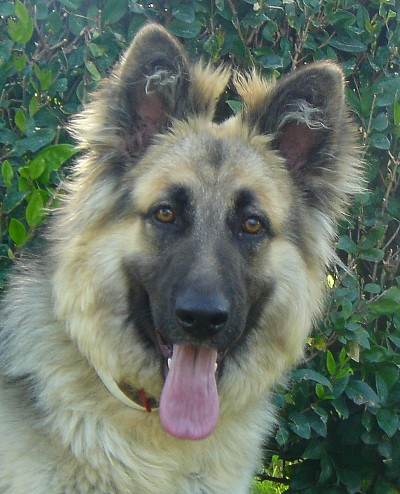 Long Haired German Shepherd Puppies & Everything You Should Know |