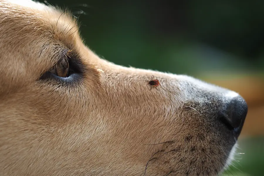 dog flea and tick prevention