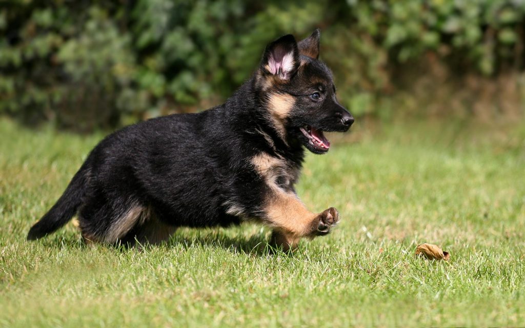 One of the cutest long haired German Shepherd puppies running 