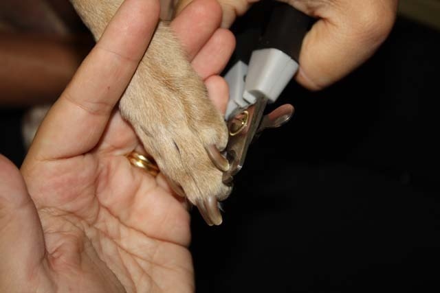 how to cut your dog's nails