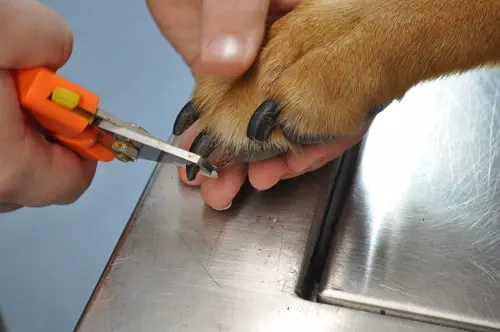 how long should my dog's nails be
