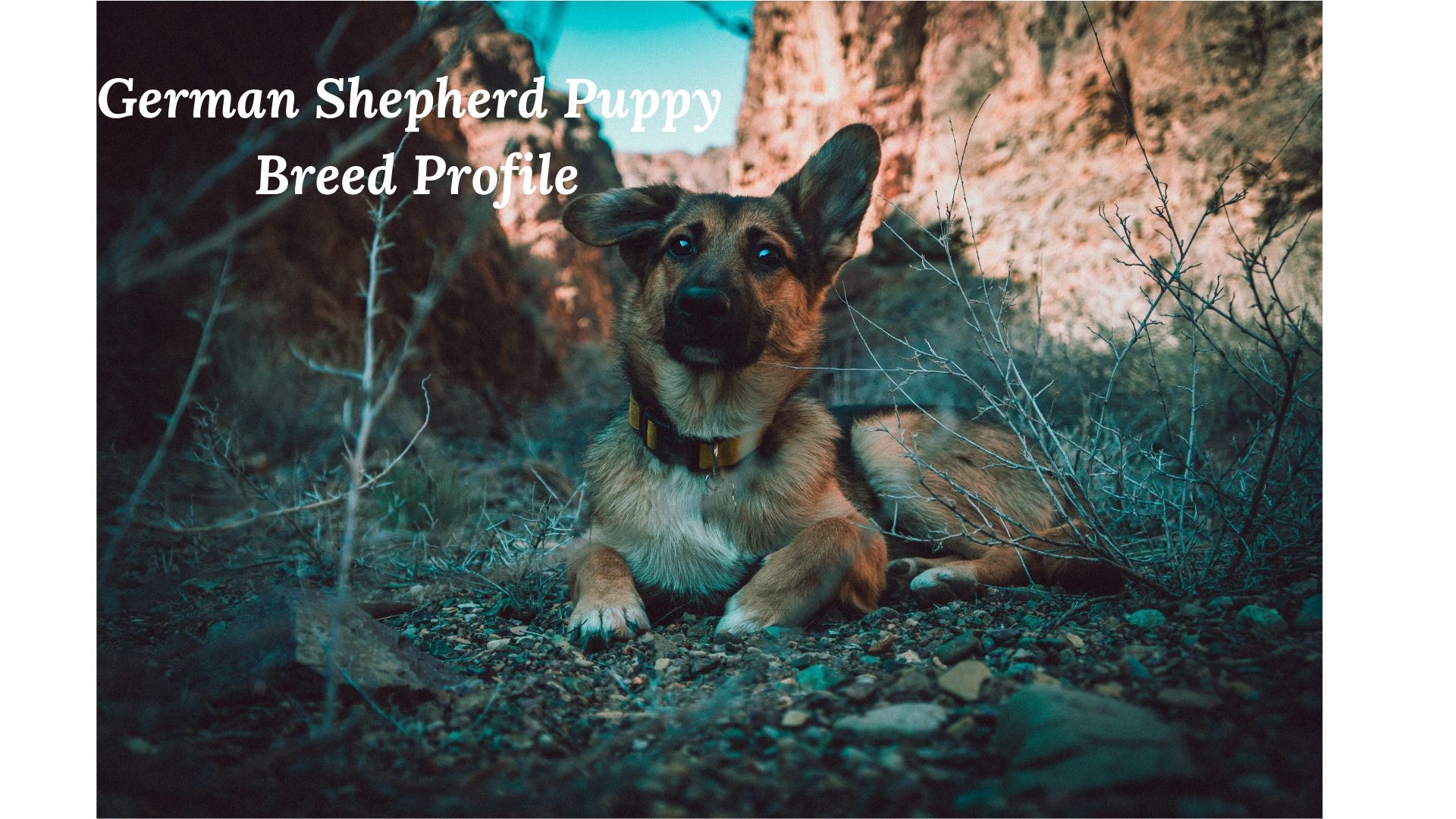 German Shepherd Puppy Breed Profile |