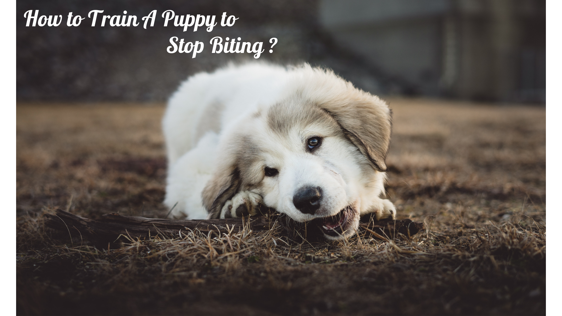 how to train a puppy to stop biting