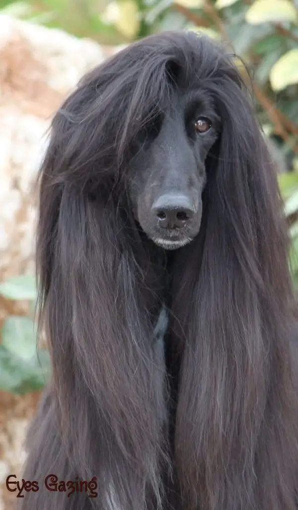 Top 13 Hilarious Bad Dog Haircuts that have Gone Wrong |