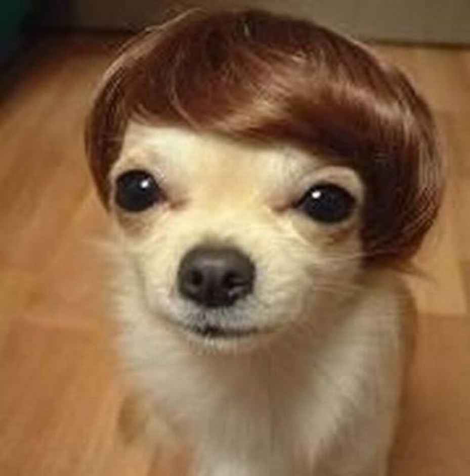 Top 13 Hilarious Bad Dog Haircuts that have Gone Wrong |