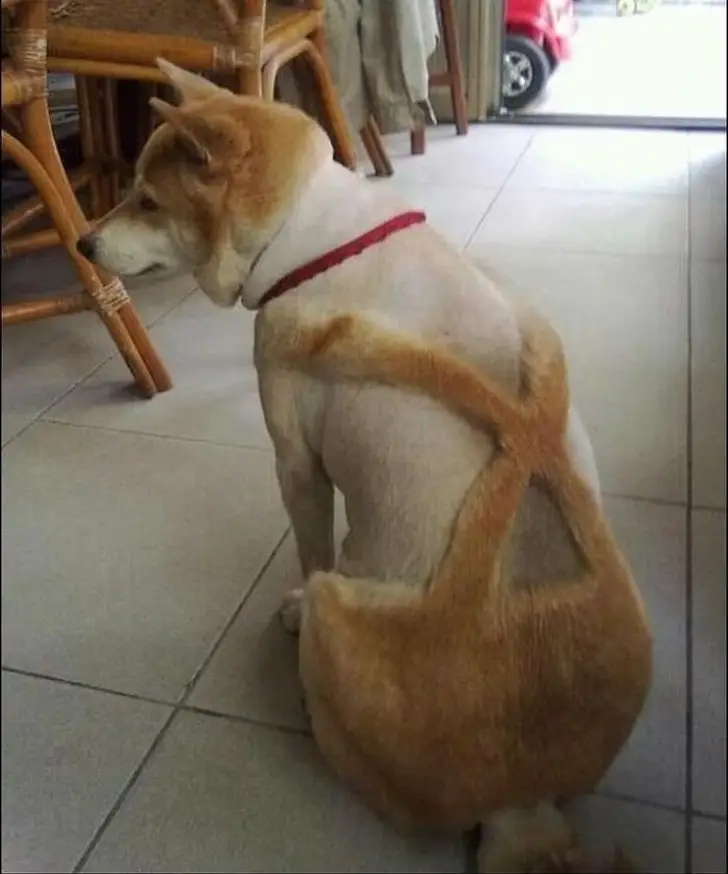 bad dog haircuts