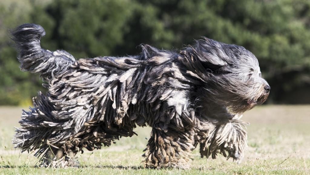 The Most Beautiful 7 Long Haired Dog Breeds |