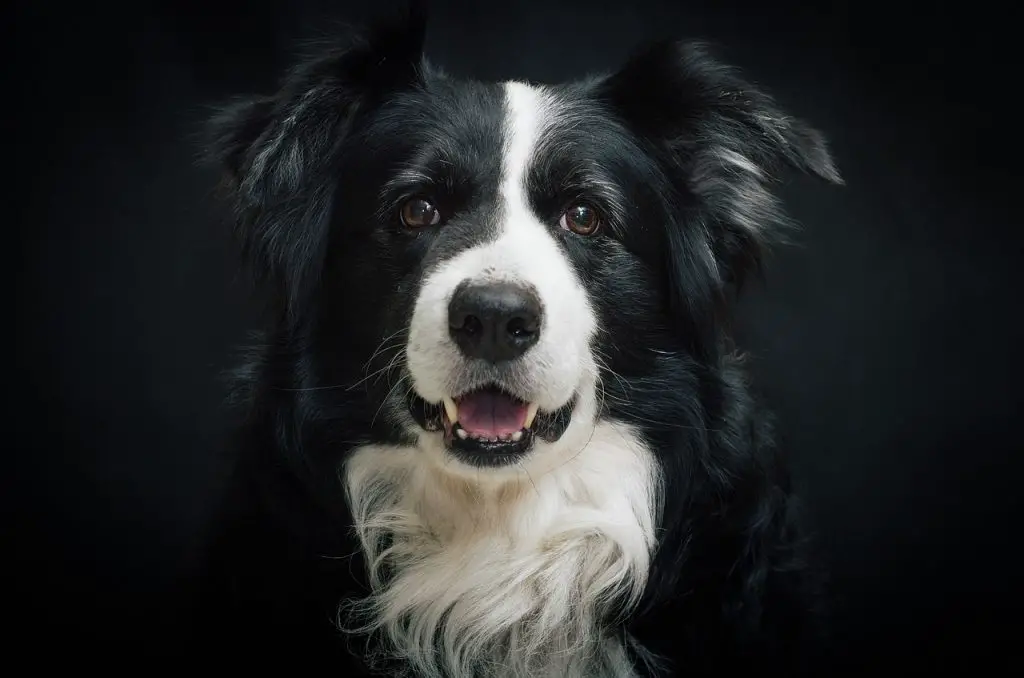 Top 10 smartest dog breeds: Border Collie