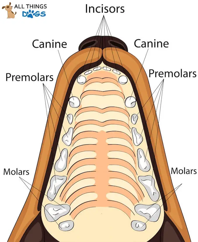 Explaining Dogs Dog Teeth Diagram Glamorous Dogs