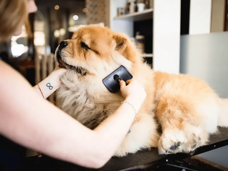How Much Does Dog Grooming Cost: A Comprehensive Answer |