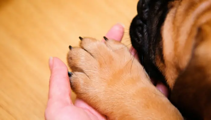 Dog nail polish: dog nails