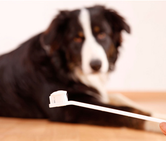 dog looking at a toothbrush suspiciously . How to clean dogs teeth 