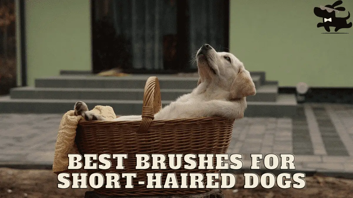 The 5 Best Dog Brushes for Short Hair - A 2021 Buyer’s Guide |