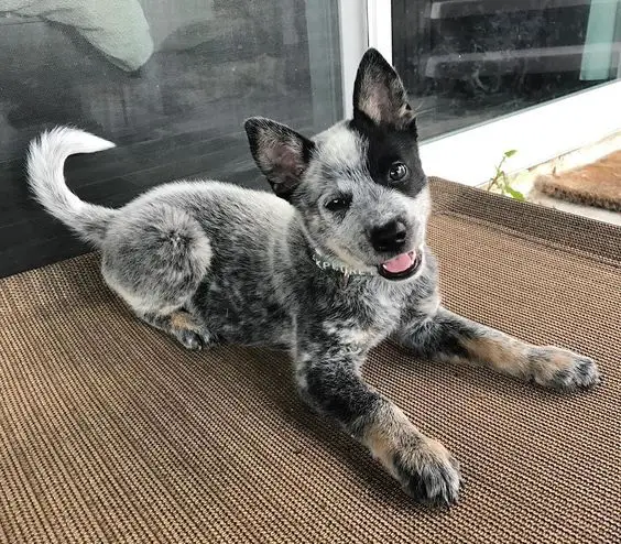 cattle dog and german shepherd mix