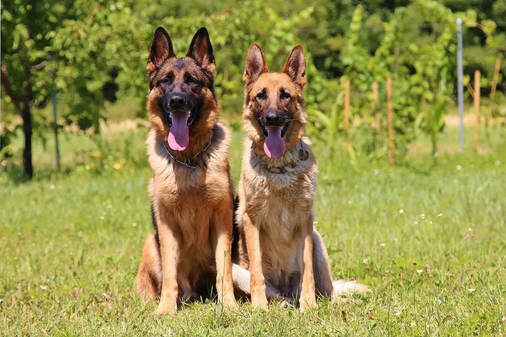 Interview With The German Shepherd Dog Breeds |