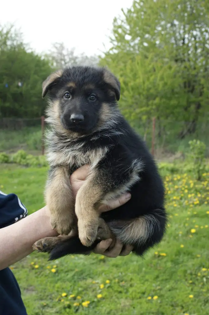 how to potty train a german shepherd puppy