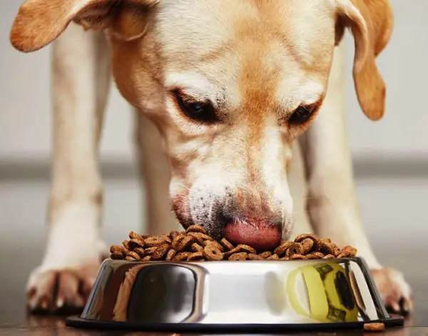 a dog eating from a bowl. as part of a diet treatment to help get dog's hair to grow back