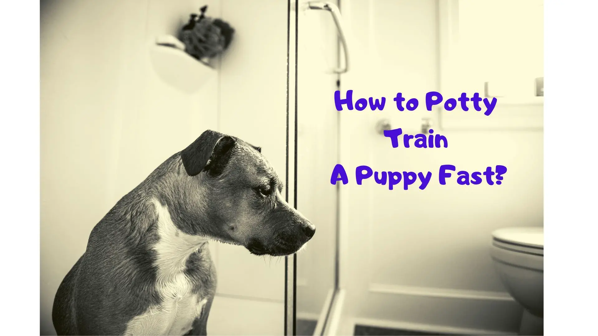 How to Potty Train A Puppy Fast | A dog in a bathroom