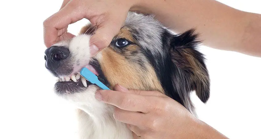 cleaning dogs teeth.