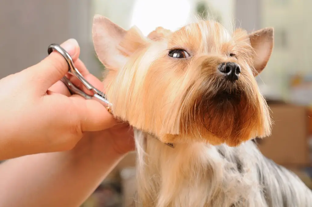 how to cut dog hair with scissors