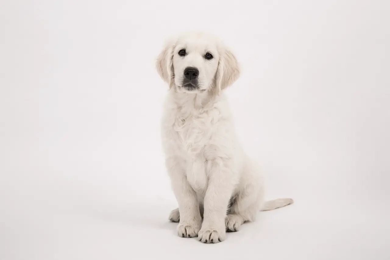 How to Train Your Dog to Sit on Command in Simple Steps |