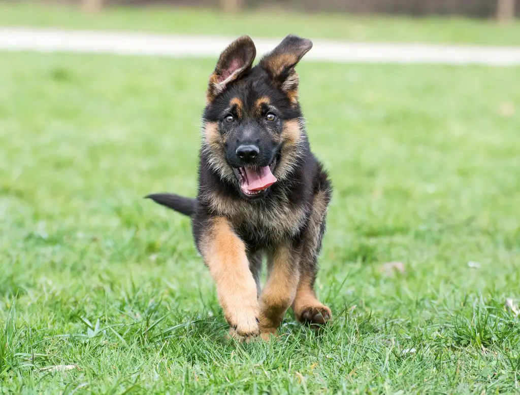 Are German Shepherds Good Family Dogs 