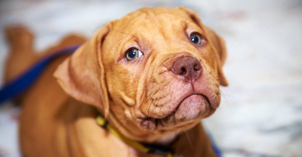 How to Train A Pitbull Puppy not to Bite? |