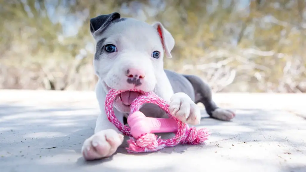 How to Train A Pitbull Puppy not to Bite? |