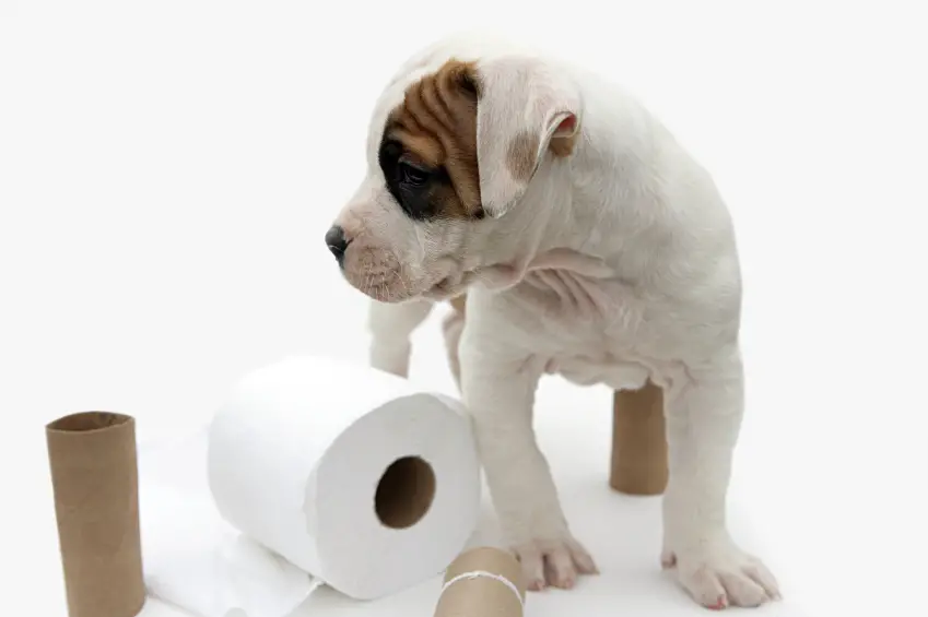How to Potty Train a Pitbull Puppy