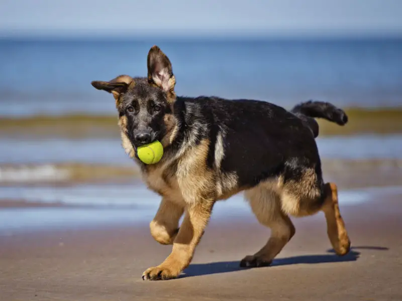 German Shepherd Facts for Kids’ Safety