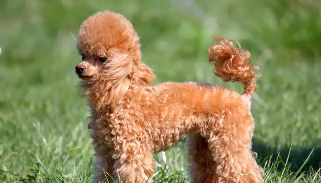 Top 12 Dogs with Hair ( #5 Is Dazzling) |