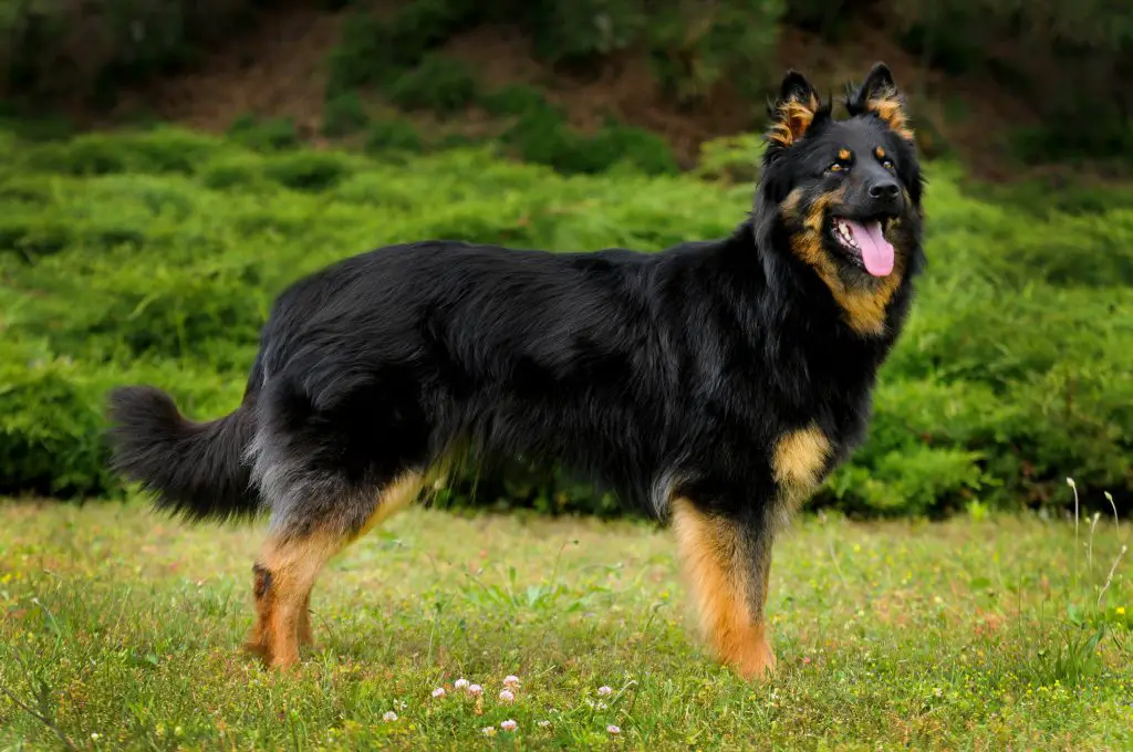 #4 Bohemian Shepherd. dogs like German shepherds
