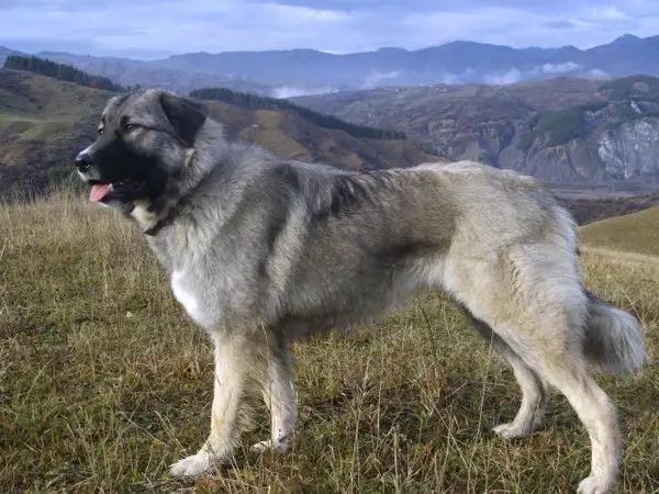 #9 Carpathian or Romanian Shepherd. dogs like German shepherds