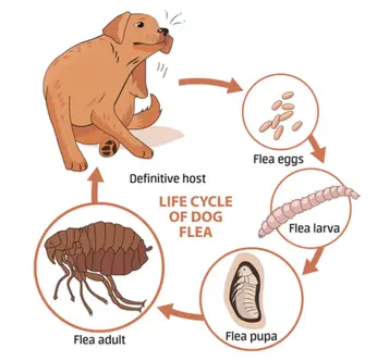 Can dog fleas live in human hair