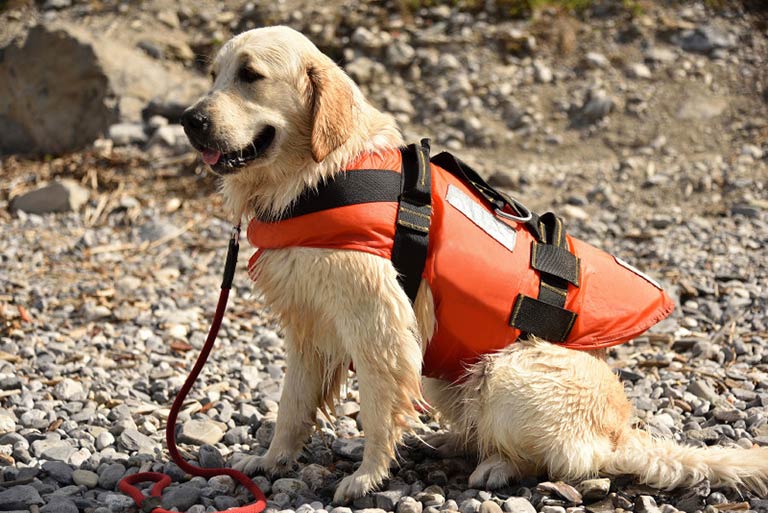 Search and Rescue Dog Training: Know All About It |