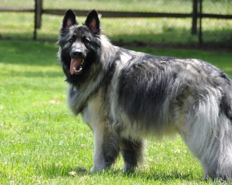 #5 Shiloh Shepherd. dogs like German shepherds