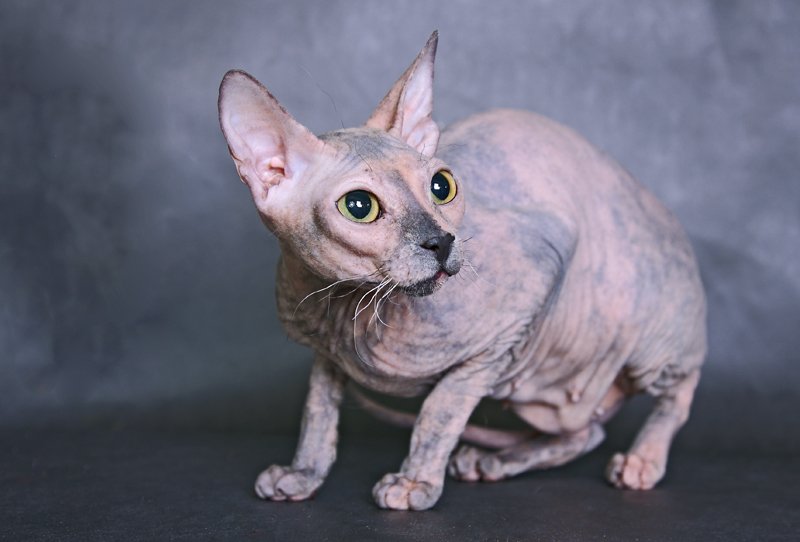 5 Hairless Cat Breeds that Can Definitely Steal Your Heart |