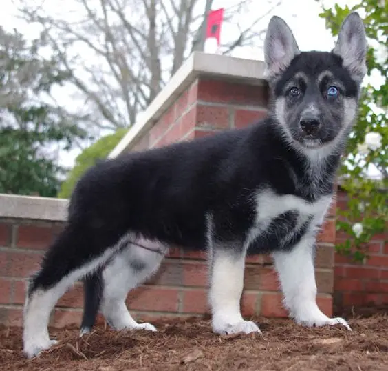 Facts about The German Shepherd Husky Mix |
