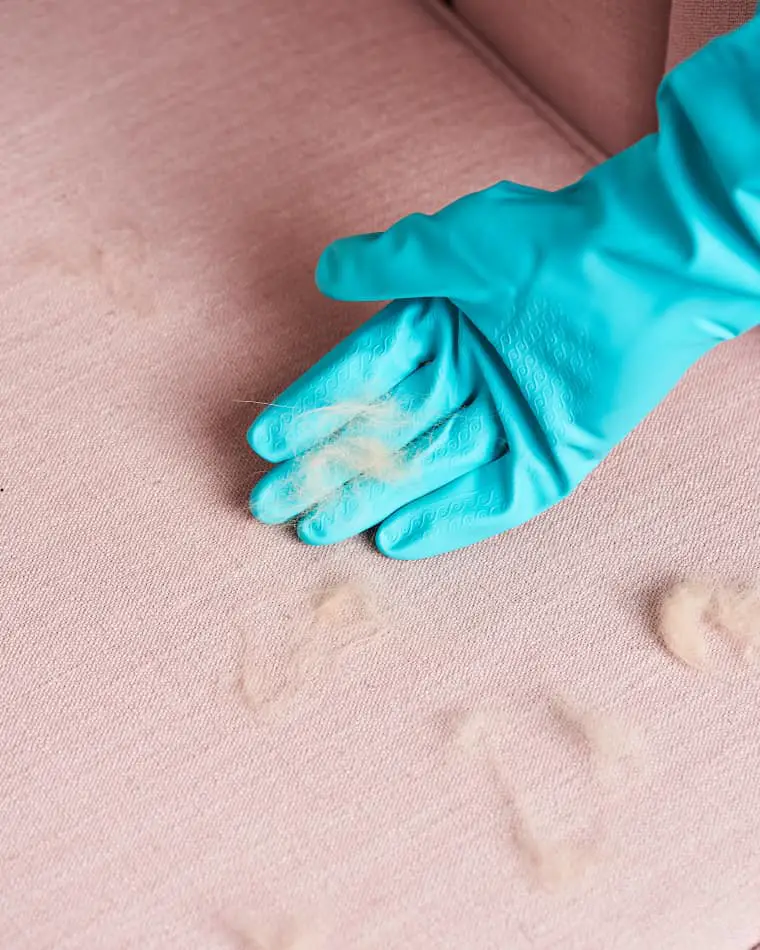 removing dog hair out of couch using rubber gloves